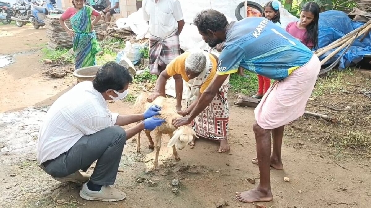 Salem Leopard: சேலத்தில் மீண்டும் சிறுத்தை நடமாட்டம்?; 5 ஆடுகள் வேட்டை  - பொதுமக்கள் அச்சம்