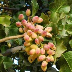 Dry Fruits : ਪਿਸਤਾ ਰੱਖਦਾ ਹੈ ਪੂਰੀ ਸਿਹਤ ਖਿਆਲ, ਫ਼ਾਇਦੇ ਜਾਣ ਕੇ ਰਹਿ ਜਾਓਗੇ ਹੈਰਾਨ