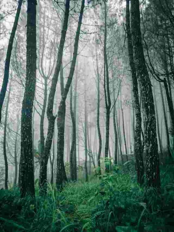 दुनिया के सबसे बड़े रेन फॉरेस्ट कौन से हैं?