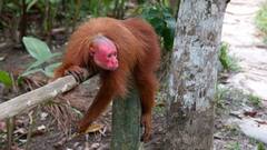 ये बंदर दिखने में बिल्कुल अजीब, देखिए आम बंदरों और इनमें क्या अंतर