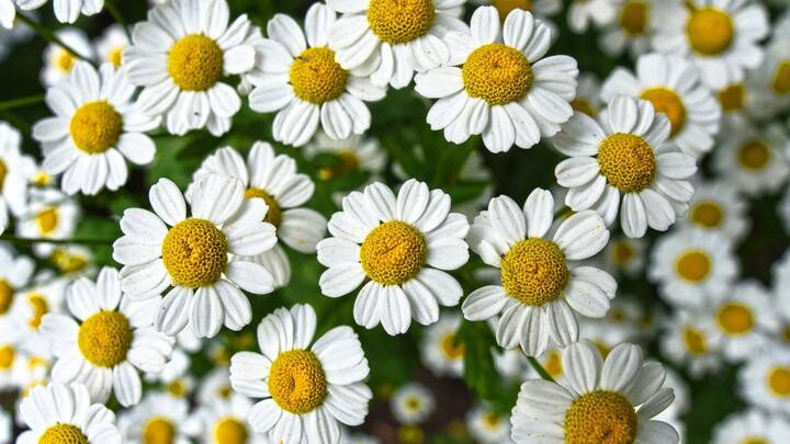 Camomila: É tradicionalmente usada no tratamento da insônia e do nervosismo. A calma e gentileza das velas dão um tom sutil que ajuda qualquer pessoa a dormir tranquilamente. (Fonte da imagem: Canva)
