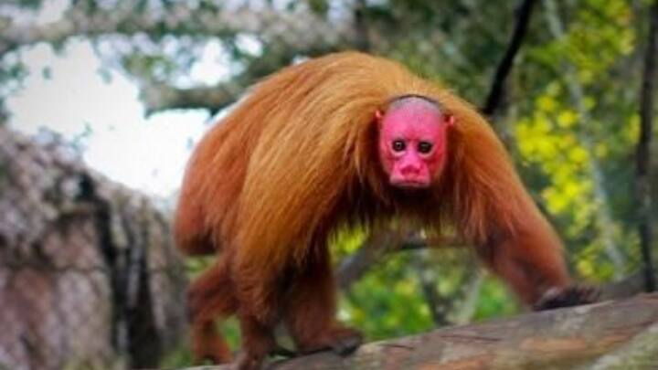 इनके शरीर की लंबाई केवल 45 सेमी और भार केवल 3 किलो तक का होता है. ये बंदर पेड़ों पर ही सोना पसंद करते हैं. जानकारी के मुताबिक ये बंदर एक पेड़ से दूसरे पेड़ के बीच 20 मीटर तक की छलांग लगा सकते हैं.