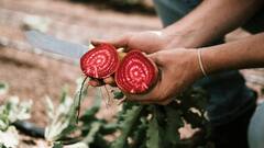 Immunity Boosting Foods: বর্ষার মরশুমে শরীরের রোগ প্রতিরোধ ক্ষমতা সুদৃঢ় করতে মেনুতে কোন কোন খাবার যোগ করবেন?