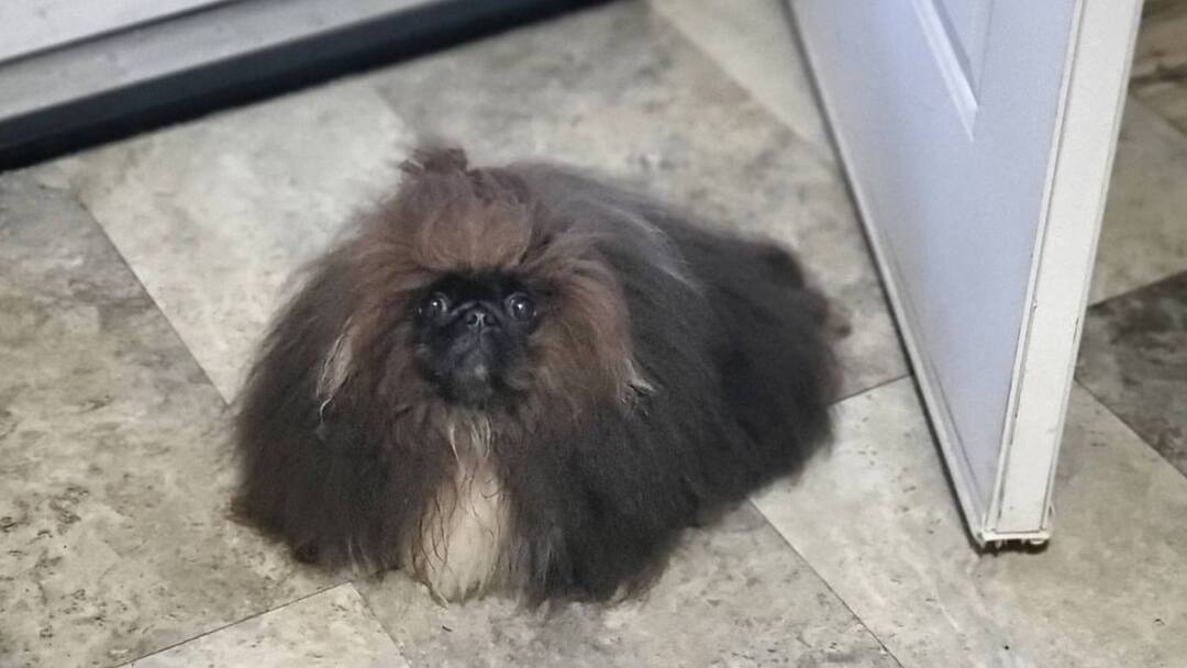 This American wild thang dog got the title of being the ugliest dog in the world इस कुत्ते को मिला दुनिया का सबसे बदसूरत डॉग होने का खिताब, लाखों में मिली इनाम राशि