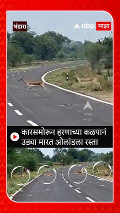 Deer Spotted in Bhandara : कारसमोरून हरणाच्या कळपानं उड्या मारत ओलांडला रस्ता
