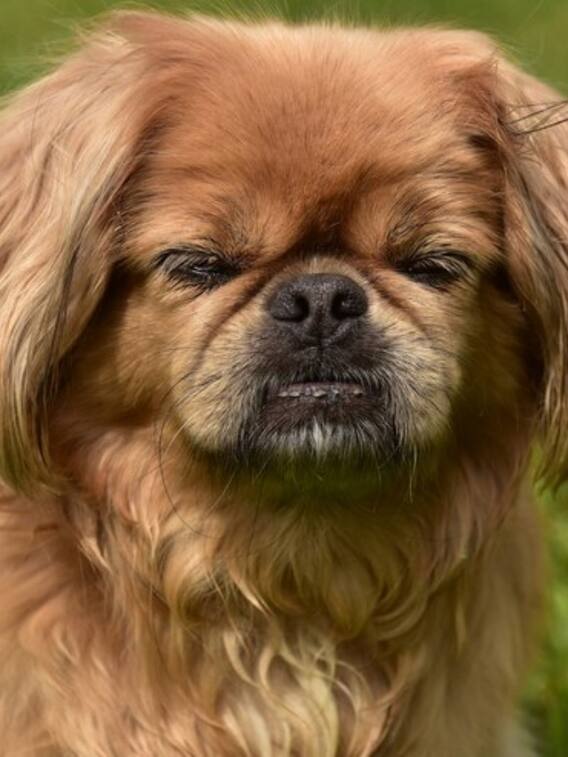 दुनिया का सबसे बदसूरत कुत्ता कौन सा है