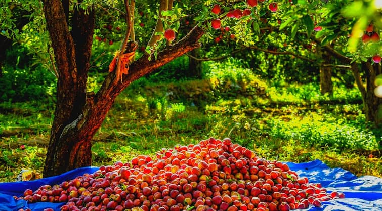 Himachal Pradesh GST Council reduced tax on apple carton by six percent ANN हिमाचल के सेब बागवानों को बड़ी राहत! GST परिषद ने सेब कार्टन पर छह फीसदी टैक्स घटाया 