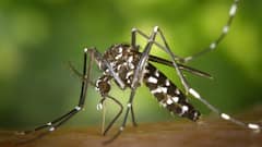 इस गंध के कारण इंसानों के पीछे आते हैं मच्छर, जानें कैसे मिलेगा इससे छुटकारा