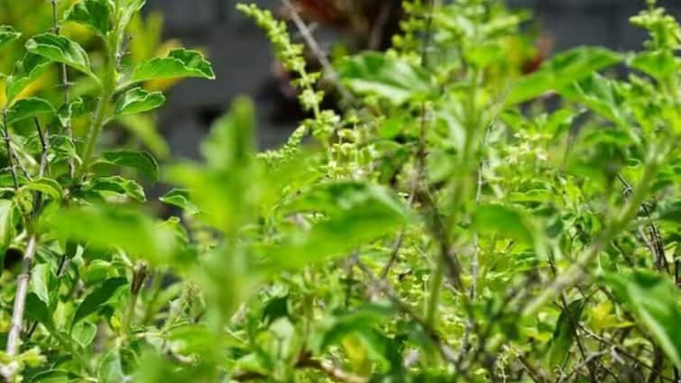 Vastu Remedies Causes of Tulsi Plant Withering in Your Home Vastu Tips: ఇంట్లో తులసి మొక్క ఎండిపోతే అరిష్టమా? వాస్తు శాస్త్రం ఏం చెబుతోంది