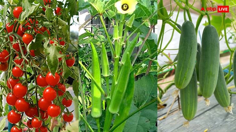 Growing tomato ladyfinger cucumber and bitter gourd in July gives good profits इन फसलों की खेती के लिए बेस्ट है जुलाई, देख लें लिस्ट