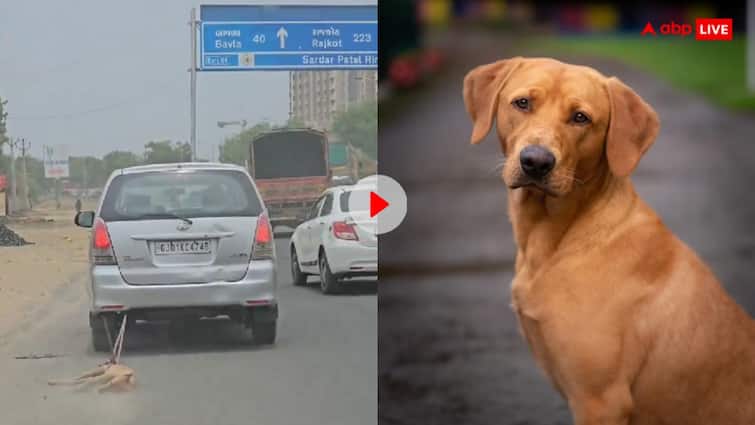 Car driver tied a dead dog to the back of the car and drove it around in Ahmedabad मरे हुए कुत्ते को कार से बांधकर खींचने का वीडियो हो रहा वायरल, आरोपी पर जमकर बरसे यूजर्स