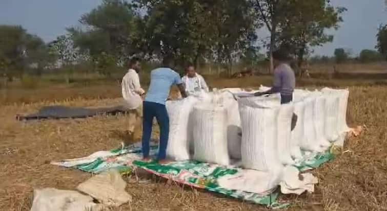 bhandara news paddy farmers big relief for another month extension till 30 june for paddy purchase and registration in bhandara district maharashtra marathi news Bhandara News : शेतकऱ्यांना सलग तिसऱ्यांदा दिलासा; धान, मका खरेदीच्या ऑनलाइन नोंदणीसाठी पुन्हा मुदतवाढ