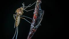 इस गंध के कारण इंसानों के पीछे आते हैं मच्छर, जानें कैसे मिलेगा इससे छुटकारा