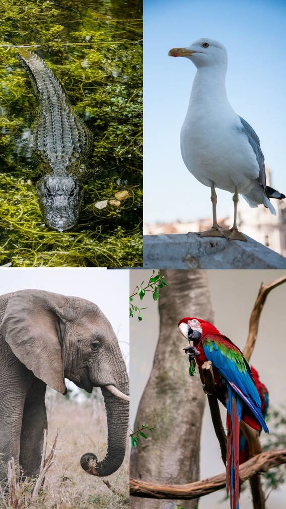 மிக நீண்டகாலம் ஆயுள் கொண்ட உயிரினங்களின் லிஸ்ட்!