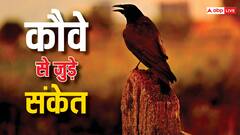 भाग्य बदलने से पहले कौवे से मिलते हैं ये संकेत, जानें कैसे करें पहचान