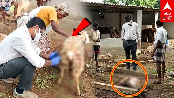 Salem leopard | இறந்து கிடக்கும் ஆடுகள்! சிறுத்தை பீதியில் மக்கள்! வனத்துறைக்கு கோரிக்கை