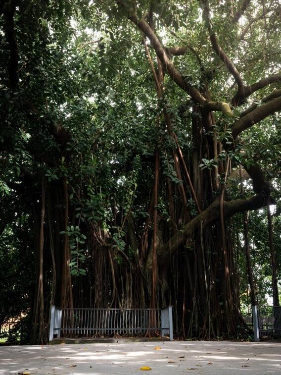 सबसे ज्यादा ऑक्सीजन कौन सा पौधा देता है