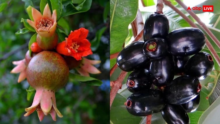 Cultivation of pomegranate berries and water chestnuts can give you profit in the rainy season इन पांच में से किसी एक फल की भी खेती कर ली तो खटाखट आएगा मुनाफा