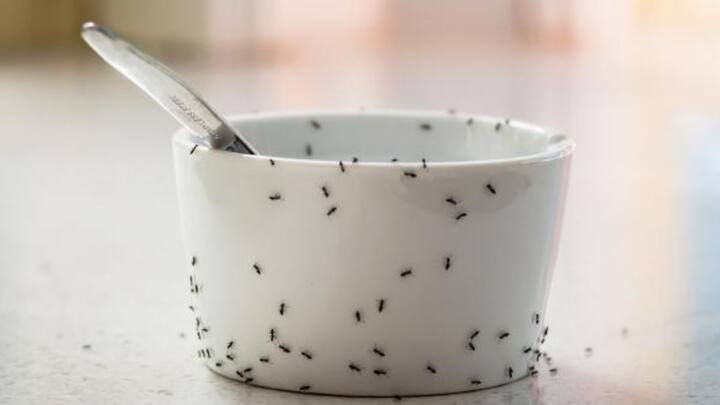 वहीं किचन में चींटियों के होने से आप परेशान हैं. तो फिर आप पानी में नमक उबालकर चींटियों की जगह पर डाल सकते. चींटियों के होल में यह पानी डालने से चीटिंया दूर रहेंगी.