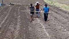 शेतकऱ्याची दयनीय अवस्था, बैल नसल्याने भाऊ अन् मुलगा जुंपला औताला
