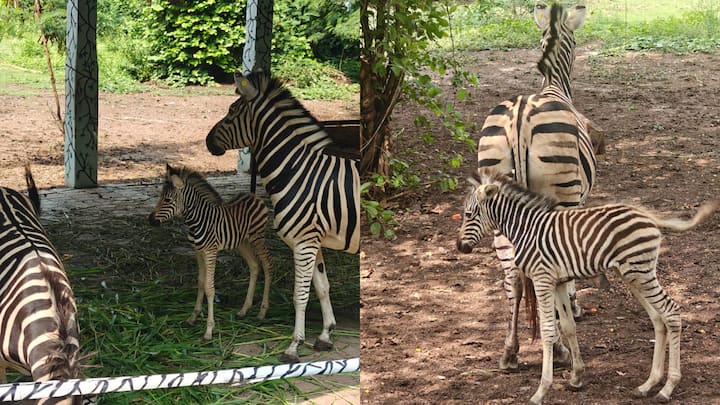 African Zebra Born In Indore Zoo: इंदौर के चिड़ियाघर में जेब्रा जोड़े के एक बच्चे का जन्म हुआ है.अब चिड़ियाघर में जेब्रा की संख्या तीन हो गई है. नन्हा शावक खड़ा होना सीख रहा है और आकर्षण का केंद्र है.