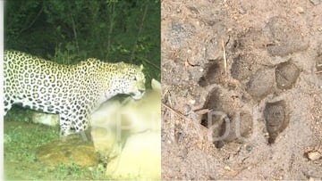 Salem Leopard: சேலத்தில் உலா வரும் சிறுத்தை - தனிப்படை அமைத்து தீவிர தேடுதல் வேட்டையில் வனத்துறை..
