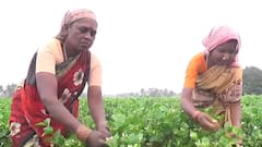 குண்டு மல்லி பூவில் வருவாய் இல்லை, கூலி கொடுக்க முடியவில்லை - தருமபுரி விவசாயிகள் வேதனை