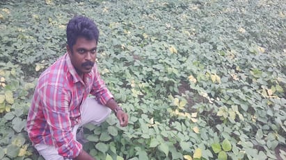 Thanjavur who quit his IT job and got into organic farming - TNN ஐ.டி. வேலைக்கு டாட்டா... மனசுக்கு பிடித்த இயற்கை விவசாயத்தில் அட்டகாச வருமானம்: கலக்கும் தஞ்சை இளம் விவசாயி