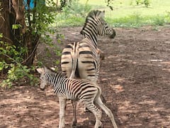 इंदौर के Zoo में अफ्रीकी मादा ने शावक को दिया जन्म, नये मेहमान से बढ़ा जेब्रा का कुनबा