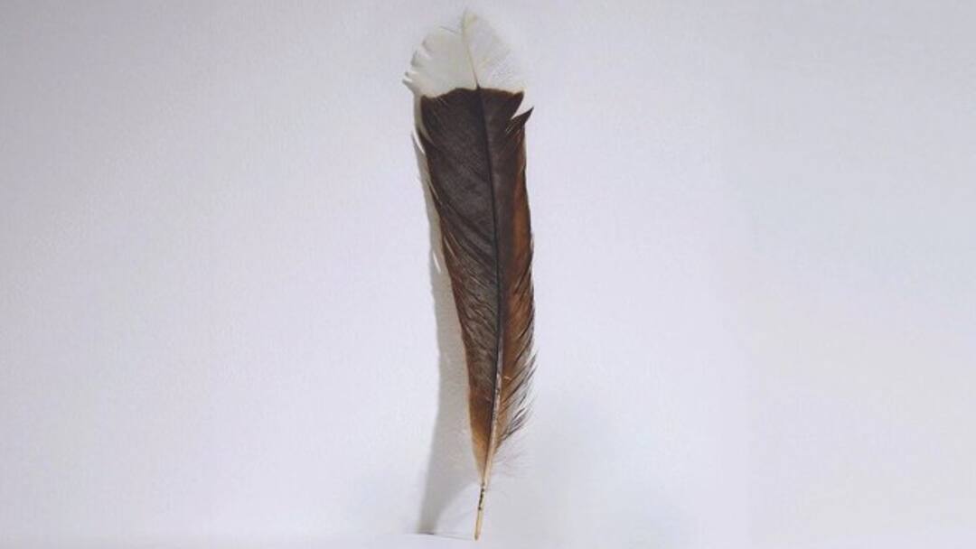 A feather of huia bird sold for lakhs what is special about it लाखों में बिका इस पक्षी का एक पंख, आखिर क्या है खासियत 