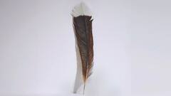 लाखों में बिका इस पक्षी का एक पंख, आखिर क्या है खासियत 