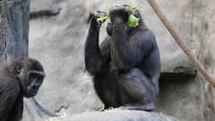 चिंपैंजी बीमार होने पर खुद करते हैं इलाज, इन औषधीय पौधों का करते हैं इस्तेमाल