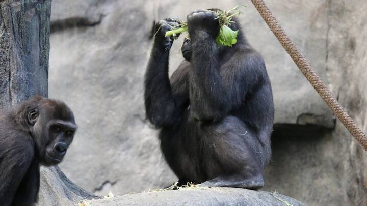 दरअसल इस रिसर्च के लिए युगांडा के बुडोंगो वन में 2 चिंपैंजी समुदायों का निरीक्षण करने के लिए वहां 4 महीने बिताया था. इस दौरान दोनों समुदायों के 170 चिंपैंजी में से शोधकर्ताओं ने जीवाणु संक्रमण और सूजन से पीड़ित 51 चिंपैंजी का पता लगाया.