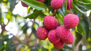 लीची को पानी में भिगोकर रखने के बाद ही क्यों खाया जाता है? क्या ज्यादा Litchi खाने से पड़ सकते हैं बीमार?