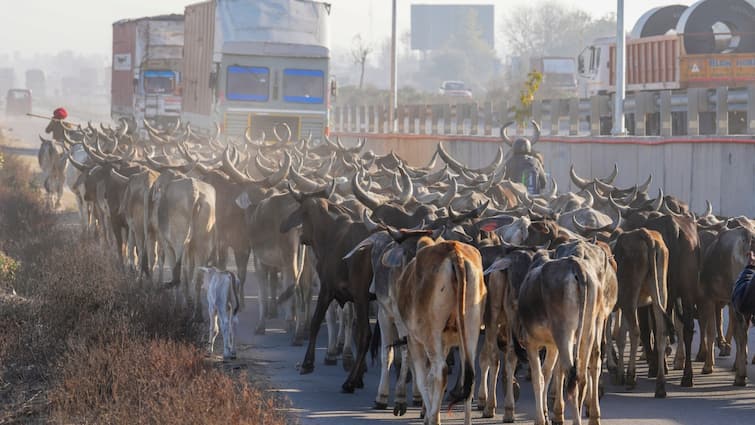 Khargone cattle being taken for slaughtering rescued 9 persons held 3 trucks seized तीन ट्रकों में भरकर 50 गोवंश ले जाने का आरोप, एमपी पुलिस ने 9 आरोपियों को किया गिरफ्तार