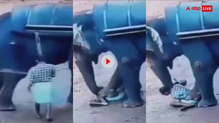 Elephant trampled its owner badly and he lost his life video goes viral Video: ये वीडियो देखकर कांप जाएगी आपकी रूह, डंडे से मार रहे शख्स को हाथी ने बुरी तरह रौंद डाला