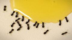 किचन से दूर रहेंगीं चींटियां और कॉक्रोच, ये है भगाने का तरीका