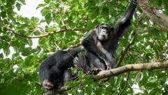चिंपैंजी बीमार होने पर खुद करते हैं इलाज, इन औषधीय पौधों का करते हैं इस्तेमाल