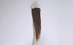 इस पक्षी के पंख ने बनाया विश्व रिकॉर्ड, 23 लाख रुपये में बिका, जानें क्‍यों लगी इतनी कीमत?