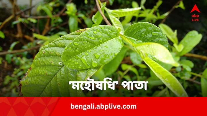 Guava Leaves Health Benefits: এই পাতার গুণে সুগার থেকে প্রেশার প্রায় সবই নিয়ন্ত্রণে থাকে। এছাড়াও, বাড়ে রোগ প্রতিরোধ ক্ষমতা।