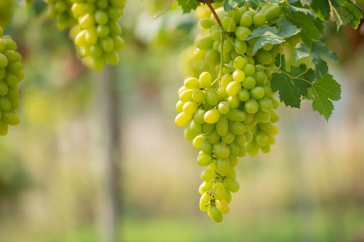 अंगूर (Grapes) बेहद सेहतमंद फल है. इसे खाने सेहत को कई लाभ होते हैं. अंगूर में रेस्वेराट्रॉल नाम का एंटीऑक्सीडेंट पाया जाता है, जो ब्लड शुगर लेवल कंट्रोल कर सकता है. इसमें विटामिन सी और के भी पाया जाता है.