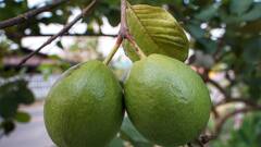 Guava Leaves Benefits: আপনার হাতের কাছেই আছে এমন এক 'মহৌষধি' পাতা, জানলে ফলের সঙ্গে চিবিয়ে খাবেন