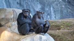 चिंपैंजी बीमार होने पर खुद करते हैं इलाज, इन औषधीय पौधों का करते हैं इस्तेमाल