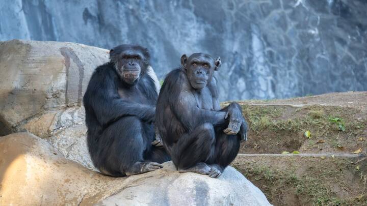 ऑक्सफोर्ड विश्वविद्यालय और यूरोप, जापान, युगांडा के शोधकर्ताओं की एक अनुसंधान टीम ने पाया है कि चिंपैंजी अन्य जानवरों की तुलना में अधिक औषधीय पौधों का इस्तेमाल करते हैं. पीएलओएल वन पत्रिका में प्रकाशित अध्ययन के लिए मुताबिक चिंपैंजी द्वारा इस्तेमाल किये गए 13 पौधों की प्रजातियों से 17 नमूना लिया था.