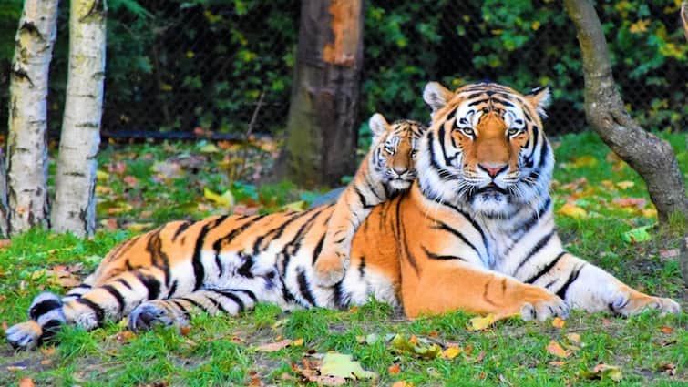 Cat species including lion tiger leopard recognize human voice research revealed शेर,बाघ,तेंदुए पहचानते हैं इंसानों की आवाज, रिसर्च में आया सामने