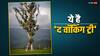 क्या सचमुच में चलता है ये पेड़, जानिए इसे क्यों कहते हैं 'द वॉकिंग ट्री'
