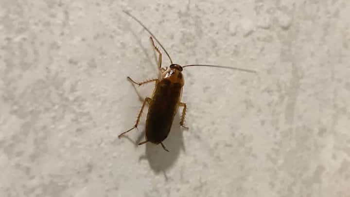 किचन से कॉकरोच भगाने के लिए आप बोरिक एसिड का इस्तेमाल कर सकते हैं. मार्केट से आपको बोरिक एसिड बड़ी ही आसानी से मिल जाएगा. इसे आटे में मिलाकर आप छोटी-छोटी गोलियां बना सकते हैं. इनके इस्तेमाल से घर में मौजूद कॉकरोच खत्म हो जाएंगे.