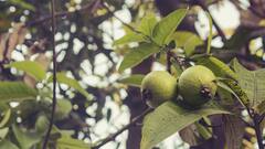 Guava Leaves Benefits: আপনার হাতের কাছেই আছে এমন এক 'মহৌষধি' পাতা, জানলে ফলের সঙ্গে চিবিয়ে খাবেন
