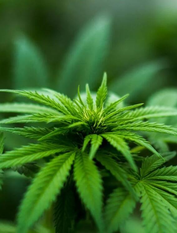 गांजा रखने पर कितनी मिल सकती है सजा?