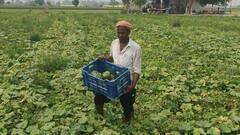 Delhi Vegetables Price: दिल्ली में आसमान छू रहे सब्जियों के दाम, जानें क्यों?